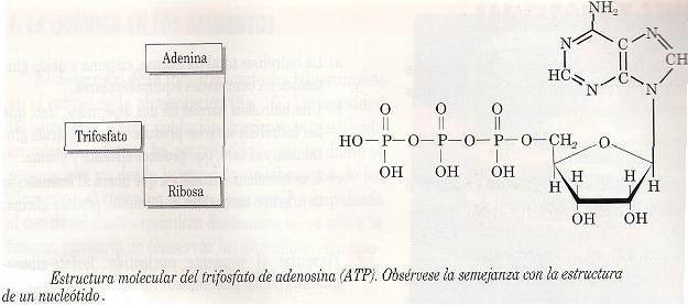 ATP y ADN